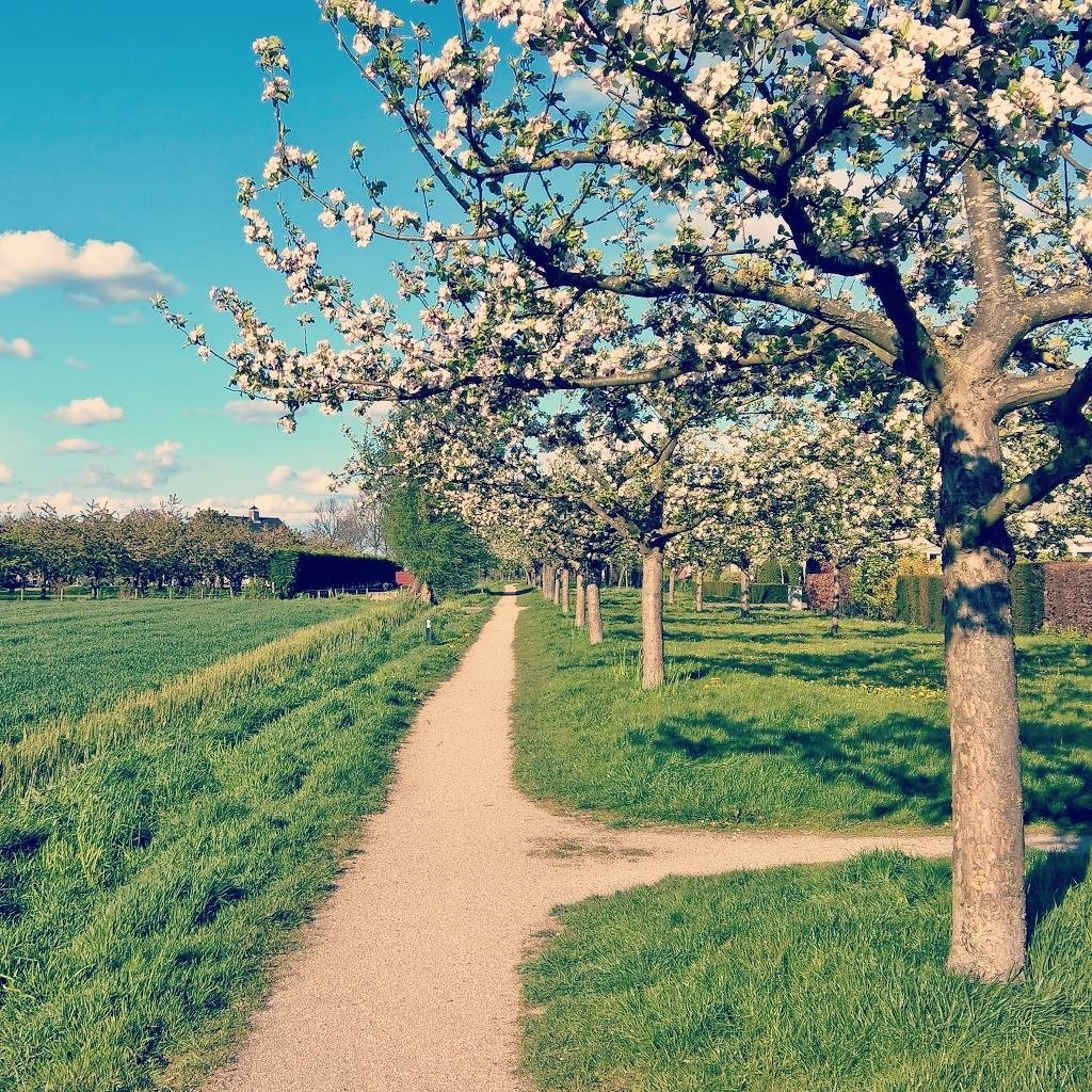 Vrijwilligers Hoogstambrigade